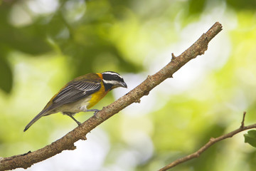 Puerto Rico Spindalis (Spindalis portoricensis), El Yunque Rain Forest, Puerto Rico 