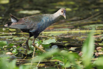 Purple gallinule (Porphyrio martinicus) walking through swamp, Kissimmee, Florida, USA