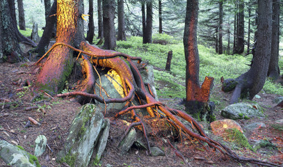 The mysterious wild forest