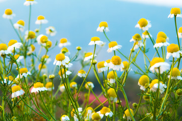 Beautiful flowers background