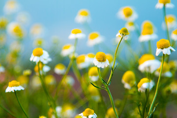 Beautiful flowers background