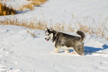 Husky Puppy fun running on the snow drifts