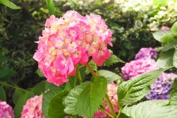 Beautiful pink flowers of Hydrangea macrophylla or Hortensia in the garden.