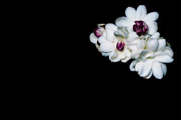 Beautiful bouquet of white Jasmine flowers on a black background, with copy space.
