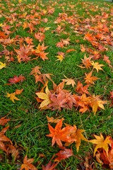 Maple leaves fall on green grass.
