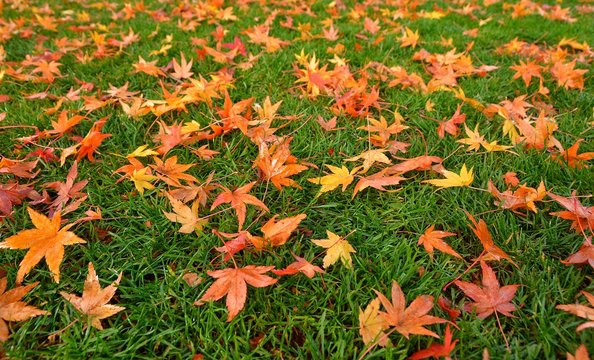 Maple leaves fall on green grass.