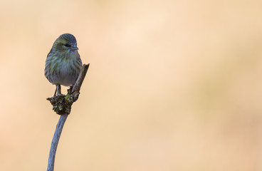 Obraz premium Le tarin des aulnes