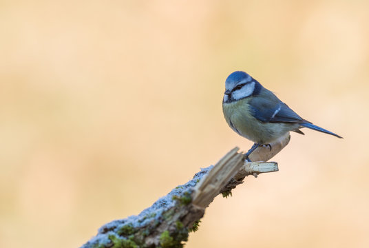 La m&eacute;sange bleue
