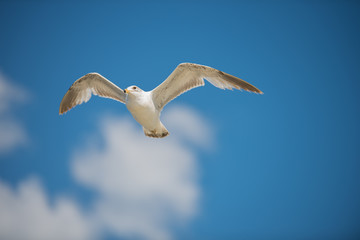 Seagull in Flight