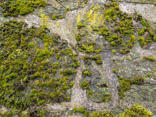 Natursteinwand mit Moos