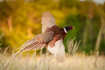 Foto auf Acrylglas Pheasant Flying JCR2977_006 © Jairo