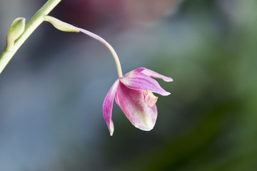 Single orchid