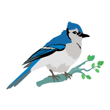 Blue Jay Flat Design Vector Illustration