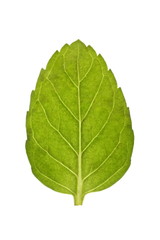 Obraz premium Mint leaf