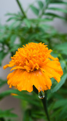 Raindrop on Marigold lobe