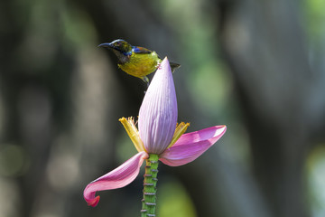 The brown-throated sunbird, also known as the plain-throated sunbird, is a species of bird in the Nectariniidae family. 