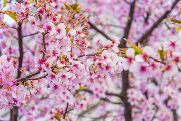 冬の桜