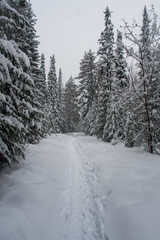 Fototapeta premium Pathway on the winter forest
