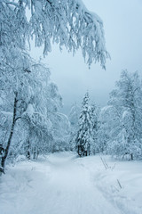 Pathway on the winter forest