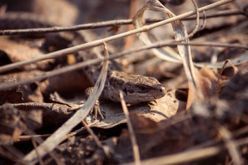 Lizard in foliage