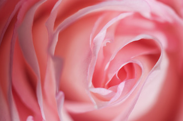 Macro photo of sweet pink rose. Soft image, selective focus. Romantic background.