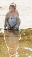 Long-tailed macaque sitting at puddle edge