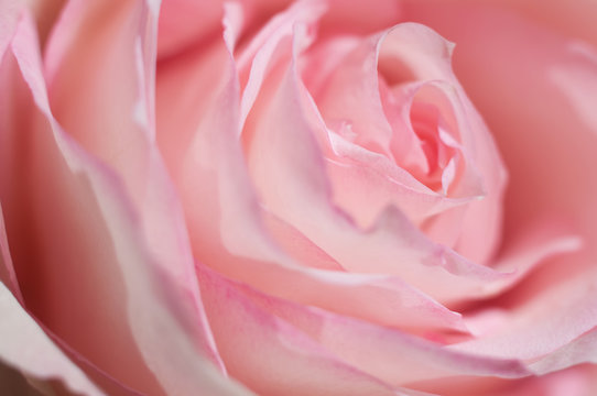 Macro photo of sweet pink rose. Soft image, selective focus. Romantic background.