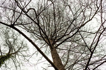 Silhouette eines Baums Sicht von unten