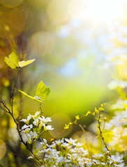 Spring flower and fly butterfly; abstract sunny beautiful Easter background