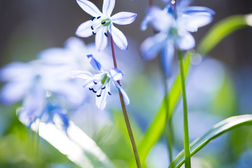 Early spring Blue Scilla (Squill) blossom background. Soft focus.