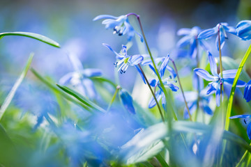 Early spring Blue Scilla (Squill) blossom background. Soft focus. - obrazy, fototapety, plakaty