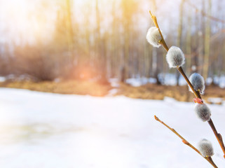 Twigs of willow with catkins on the lake in early spring © Leonid Ikan