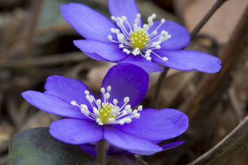 Leberblümchen