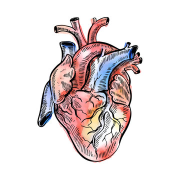 Hand drawing watercolor sketch anatomical heart. Doodle vector illustration. 