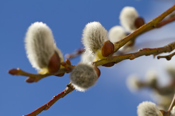 Flowering willow, salix caprea, spring time © pwmotion