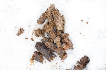 dog feces on the white snow