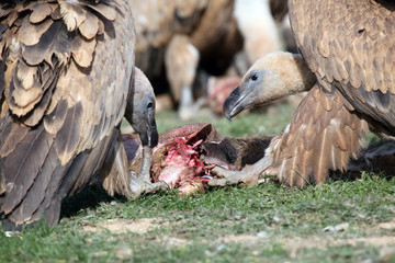 The griffon vulture (Gyps fulvus) couple fighting for meat