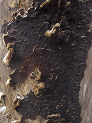 dead tree wood texture