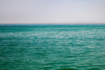 one lonely seagull among the blue-green sea