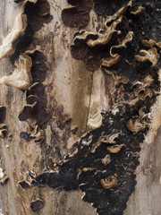 dead tree wood texture