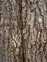 dead tree wood texture