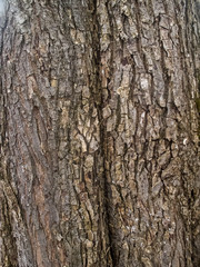 Obraz premium dead tree wood texture