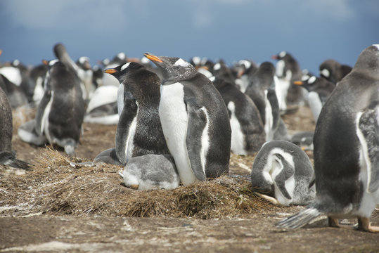 Colony of Gentoo penguins at Volunteer Point, Falkland Islands