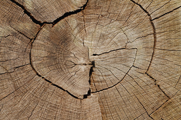 Holz-Hintergrund: Verwitterter Querschnitt eines gefällten Eichenstamms