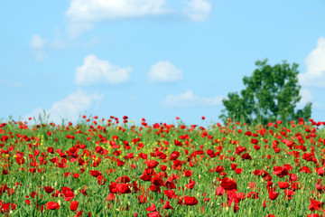 poppies flower landscape spring season