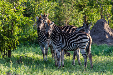 Zebre al pascolo