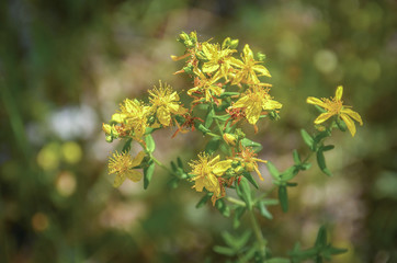 St John's wort plant (Lat - Hypericum perforatum)