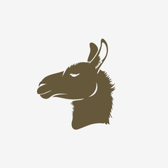 Lama © murphy81