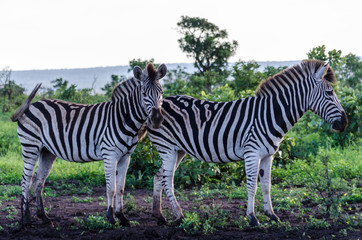 Zebre nella savana