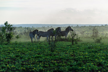 Zebre nel Kruger